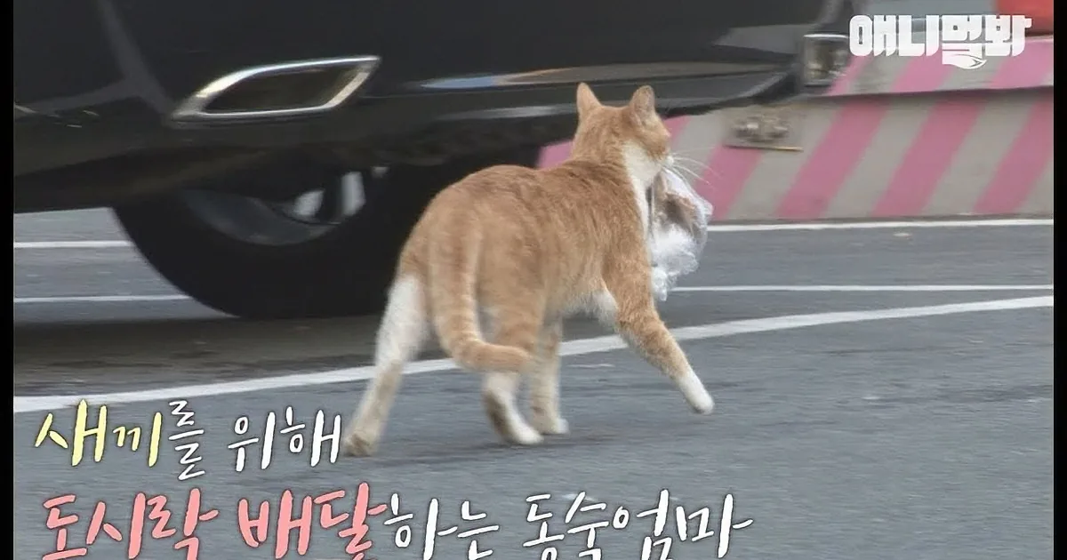 An orange cat runs across a road, carrying a white object in its mouth.
