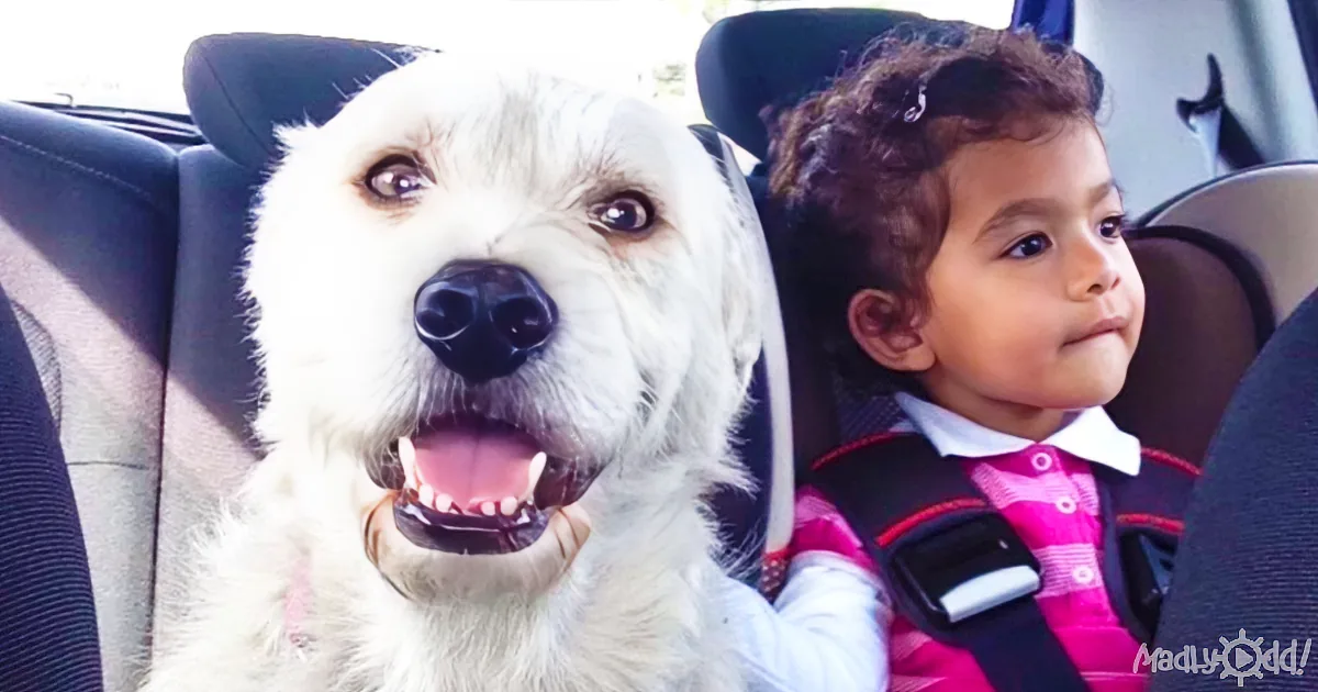 A happy white dog and a child in car seats, both looking ahead.