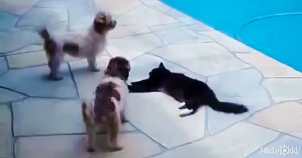 This Cat Pulls the Funniest Prank Ever on a Dog by Pushing Him Into the Pool!