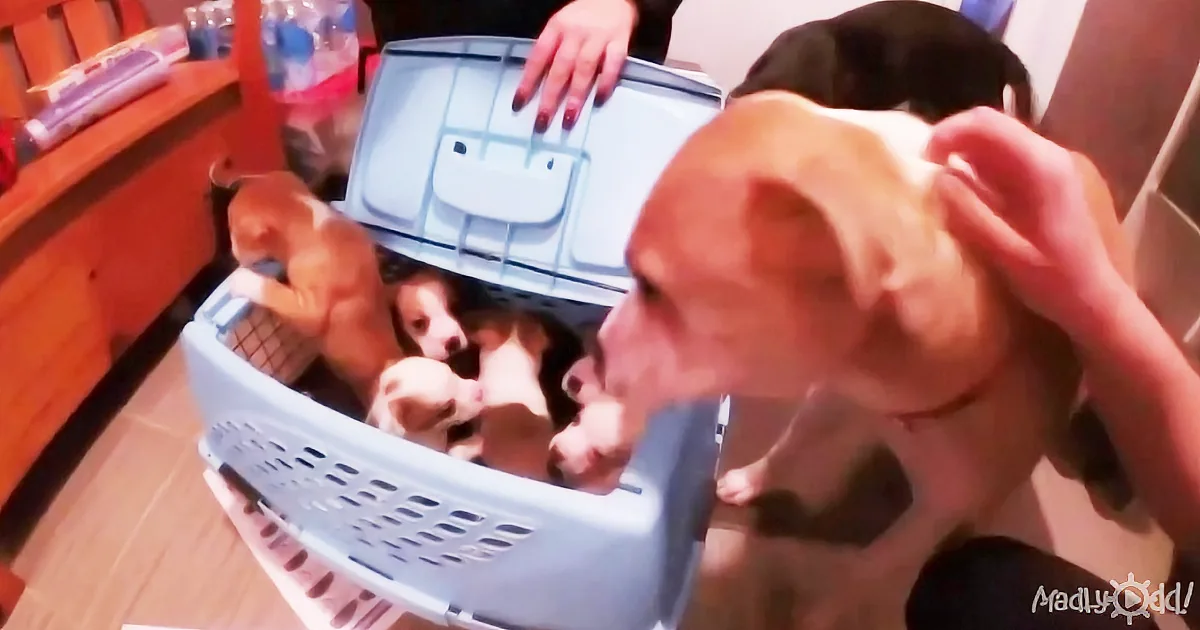 A Dog Was Taken Away From Her Puppies and Their Reunion Touched Everyone!