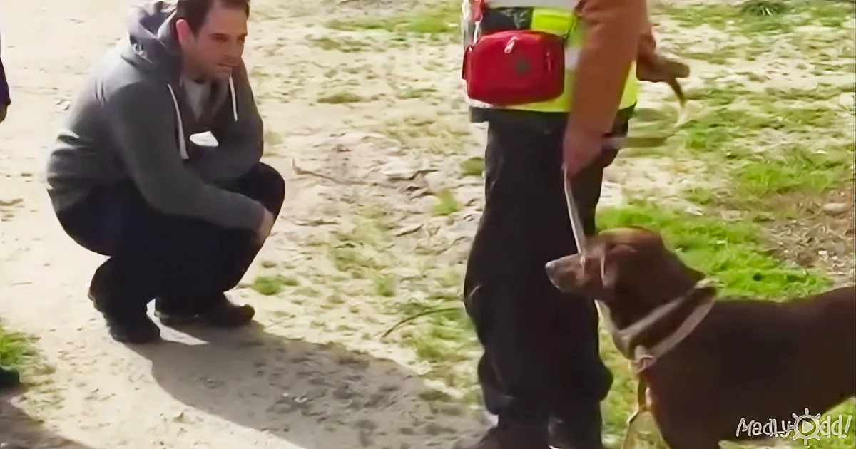 A Depressed Dog Was Alone for 2 Years. One Day, She Picks up a Familiar Scent!