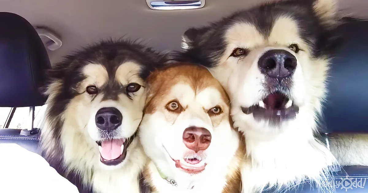 Three dogs, possibly Alaskan Malamutes, are sitting in a car, looking directly at the camera with their mouths open.