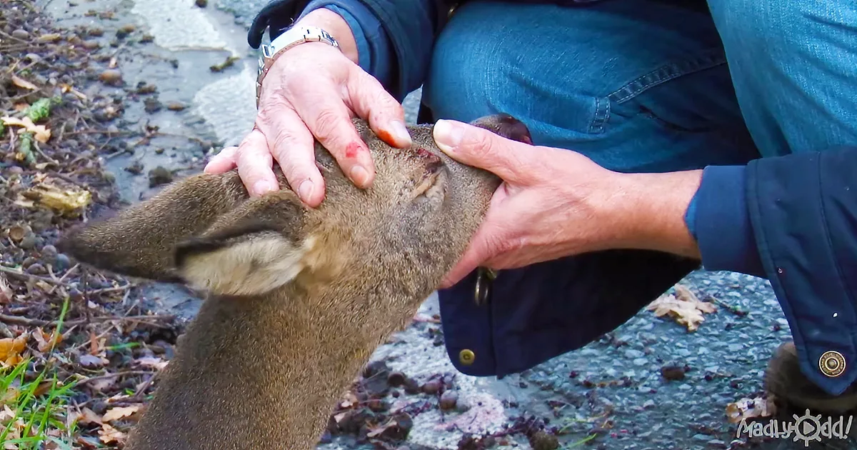A person gently pets a deer's head, showing care and connection in a natural setting.
