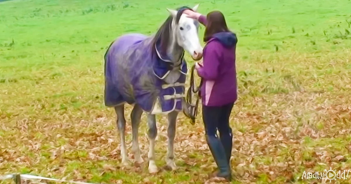 A person in a purple jacket pets a horse wearing a purple blanket in a grassy field.