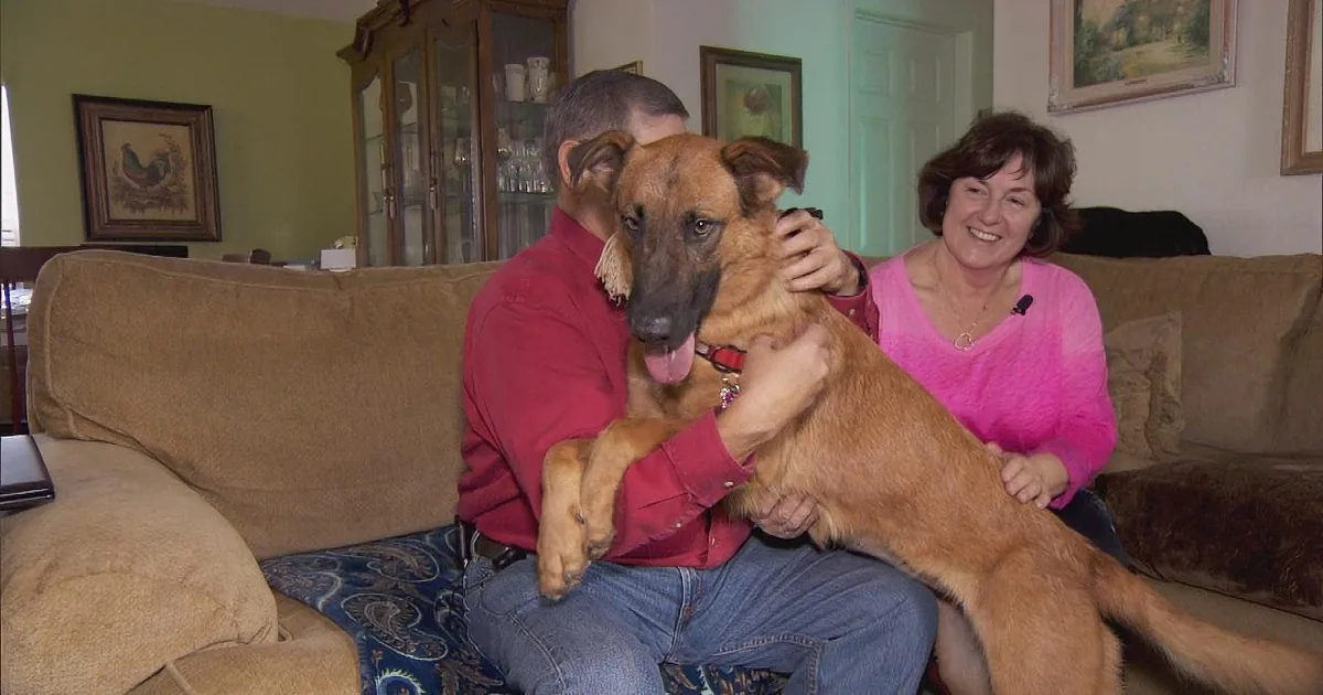 German Shepherd Mix Watches Her Former Family Adopting a New Puppy
