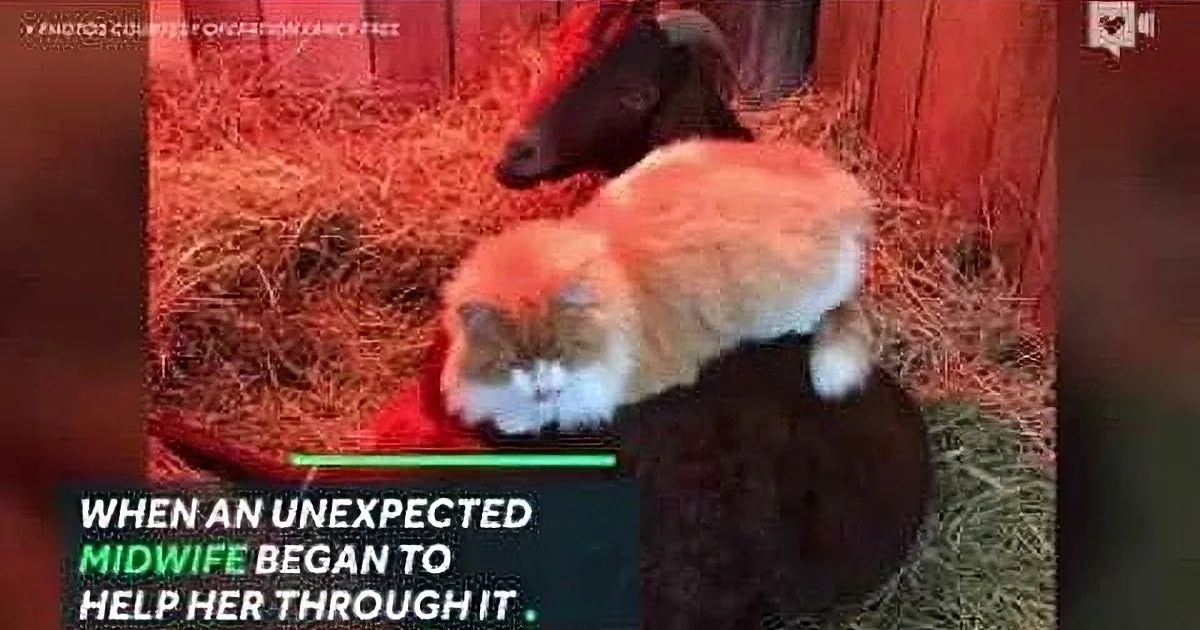Pregnant Goat Was Struggling - Until This Amazing Moment Happened