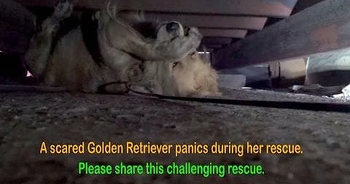 A scared Golden Retriever is hiding under a structure, looking up with a scared expression.