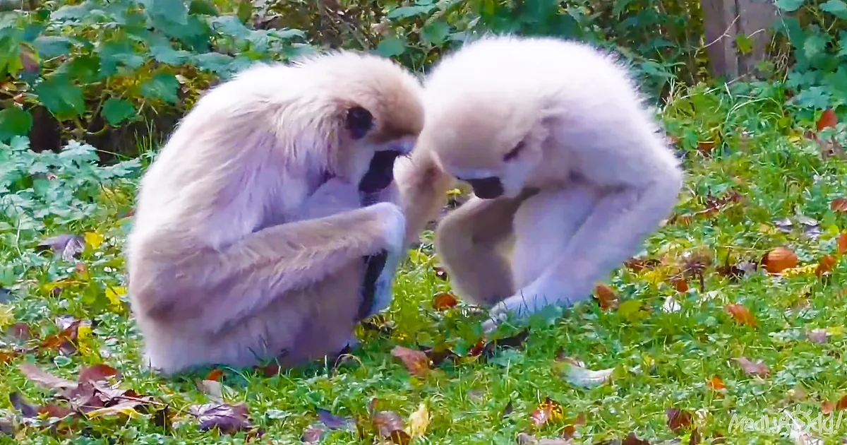Gibbons Don''t Monkey Around When There''s an Intruder, Do They?