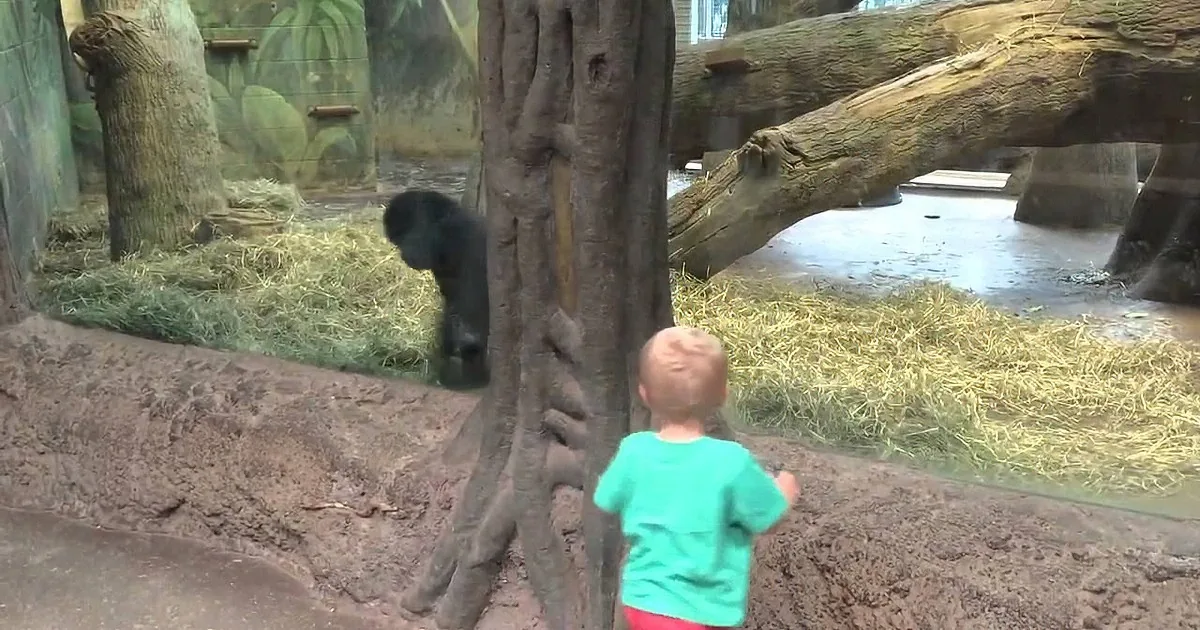Monkey See, Monkey Do: Toddler Has Wonderful Animal Interaction at the Zoo