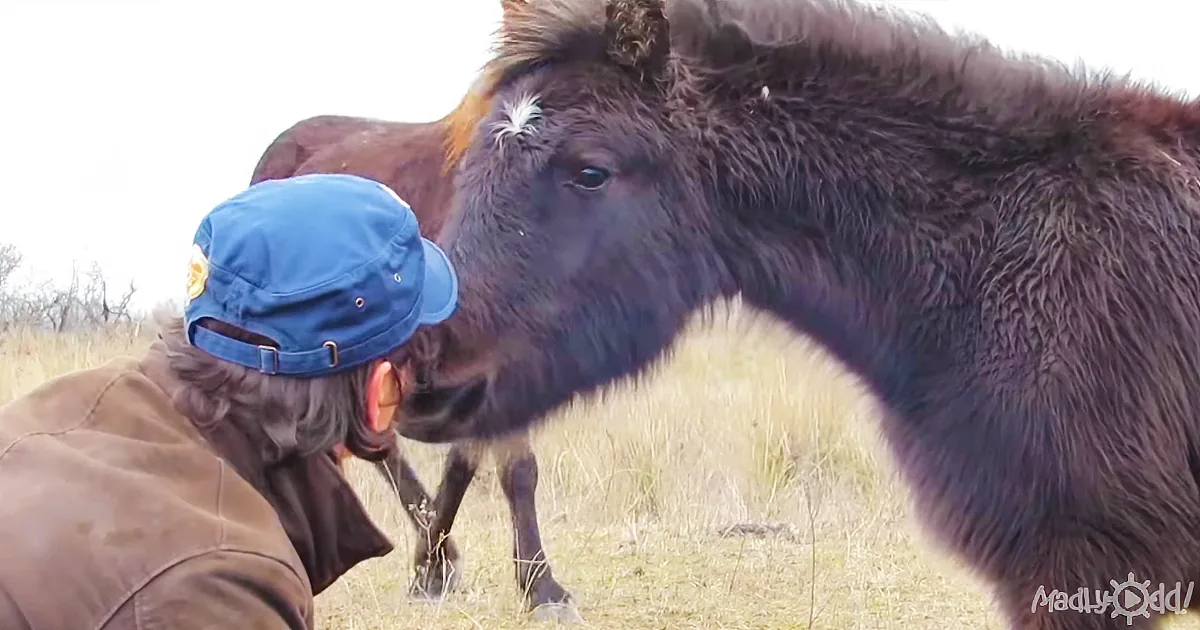 Freed From Chains, a Wild Horse Says an Unforgettable Thank-You