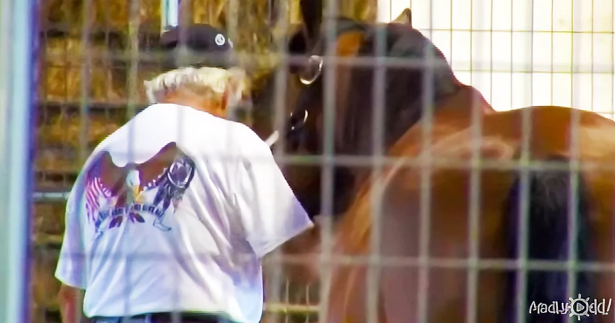 Veterans and Horses Help Each Other Overcome Psychological Trauma