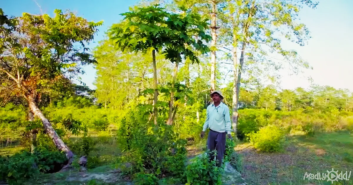 Twice the Size of Central Park: a Man-Made Forest Made by One Man