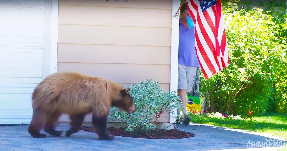 ''Right out of a Cartoon: Coming Around a Corner, He''s Face to Face With a Bear''