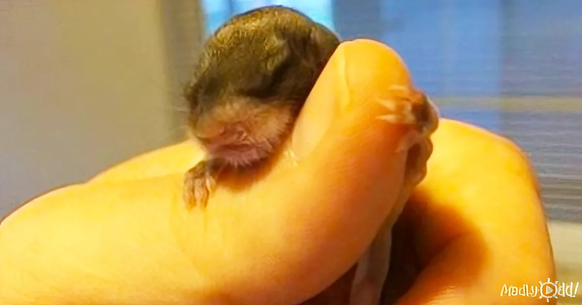 A tiny baby squirrel rests on a person's hand, nestled comfortably.