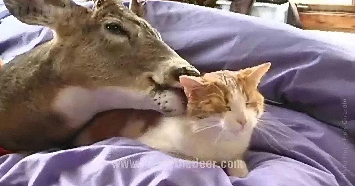 They Adopted an Orphaned Baby Deer but Did Not Expect This Much Love From Him!