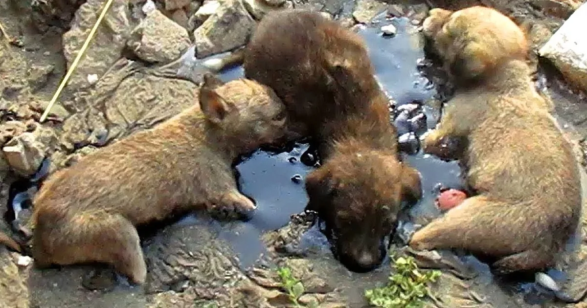 3 Puppies Are Trapped in a Pool of Tar - Then Some Heroes Find Them and Act Quickly!