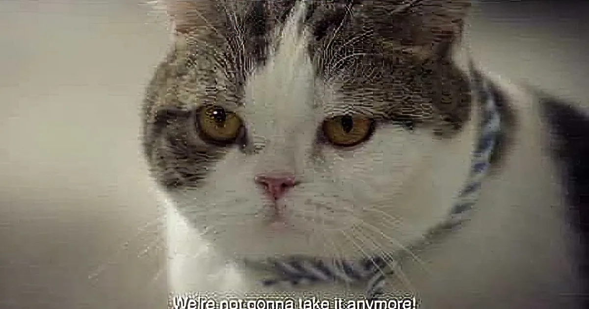 A cat with a sad expression and text saying "We're not anymore!"
