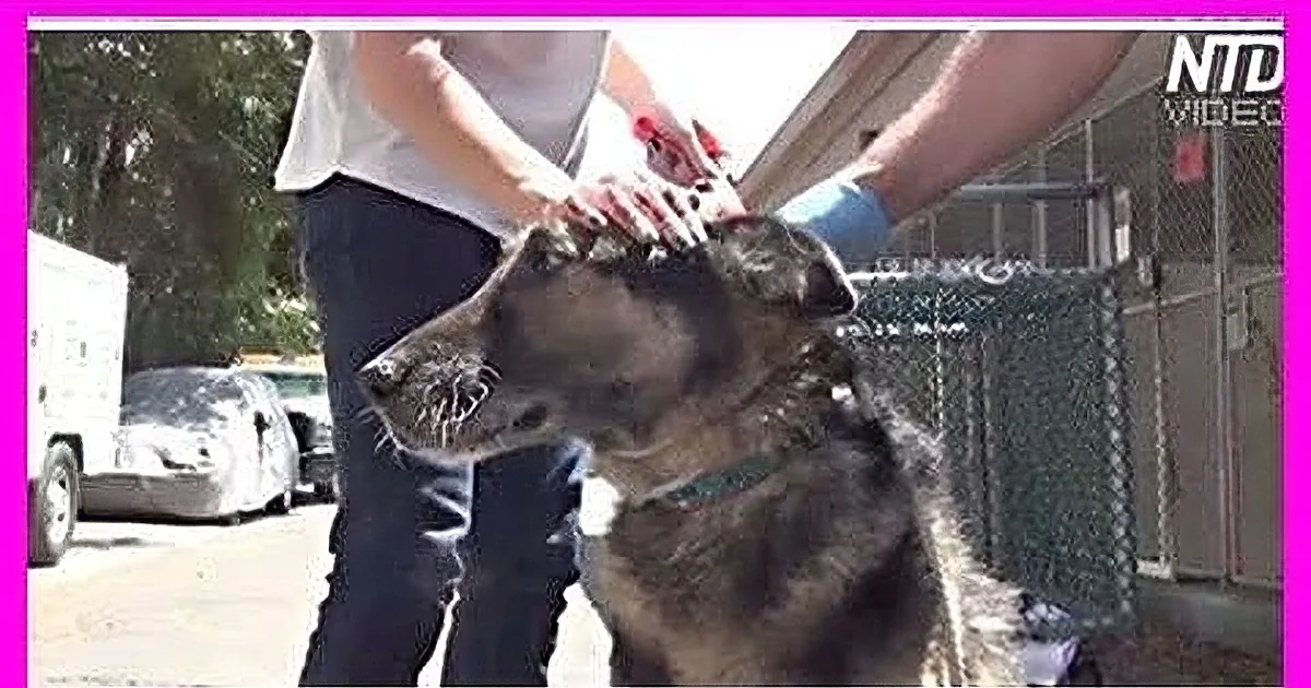 A person pets a large, dark-colored dog with a chain-link fence and vehicles in the background.