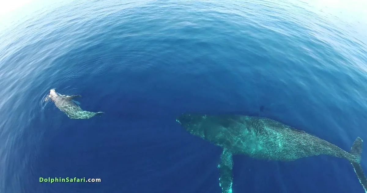 A humpback whale swims gracefully in deep blue ocean waters, with a dolphin nearby.