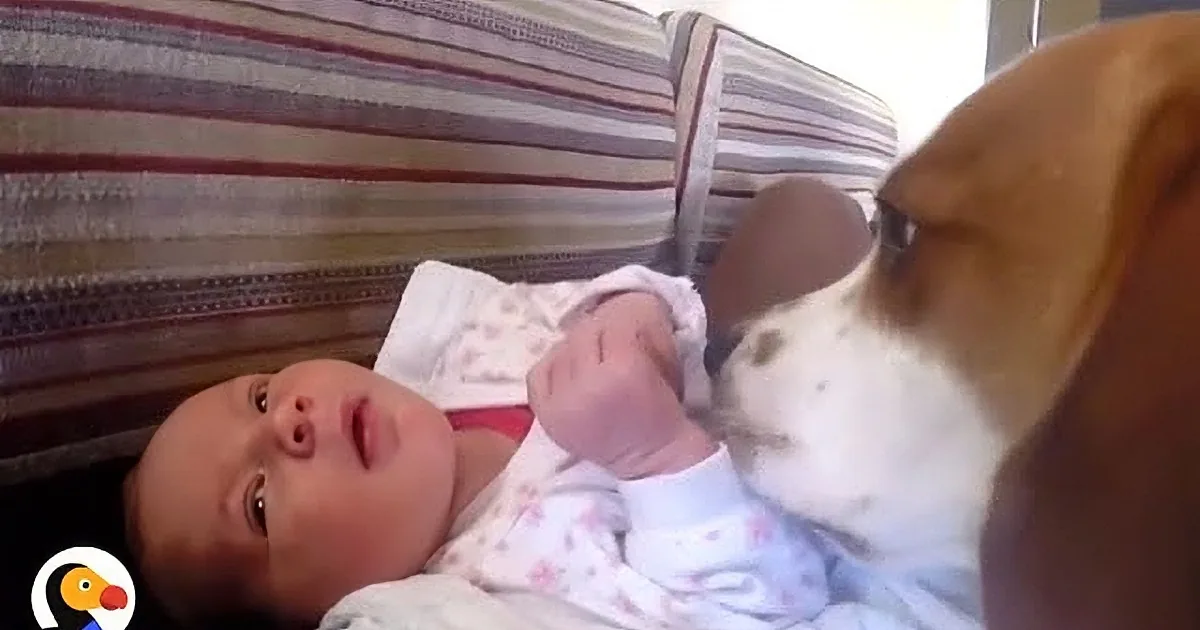 Dog Waited for the Family''s New Arrival - When the Baby Comes Home, the Animal''s Reaction Is Amazing!