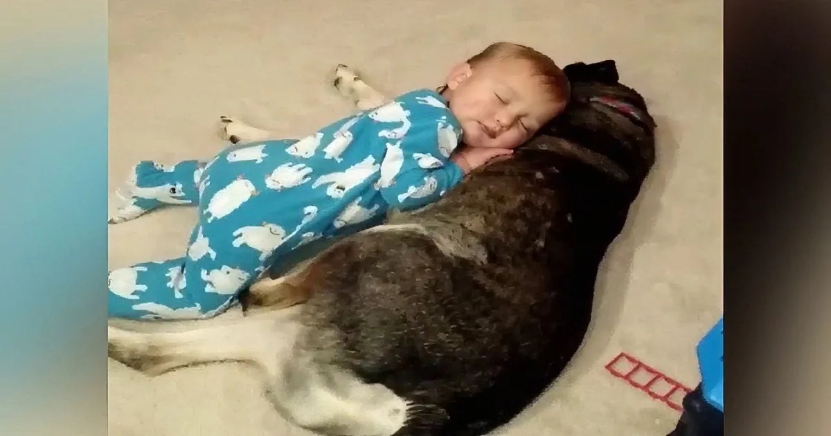 A baby in blue pajamas sleeps peacefully on a large dog's back.