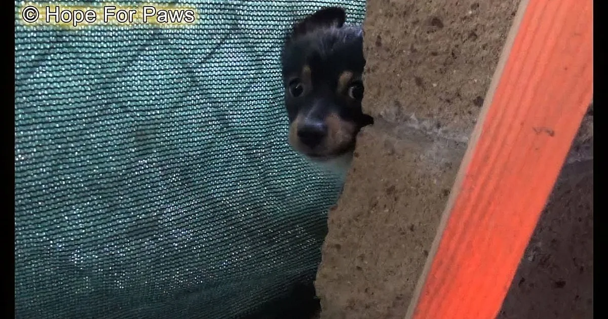Kids Take 5-Day-Old Puppies From the Street - but They''d Left Something Very Important Behind!