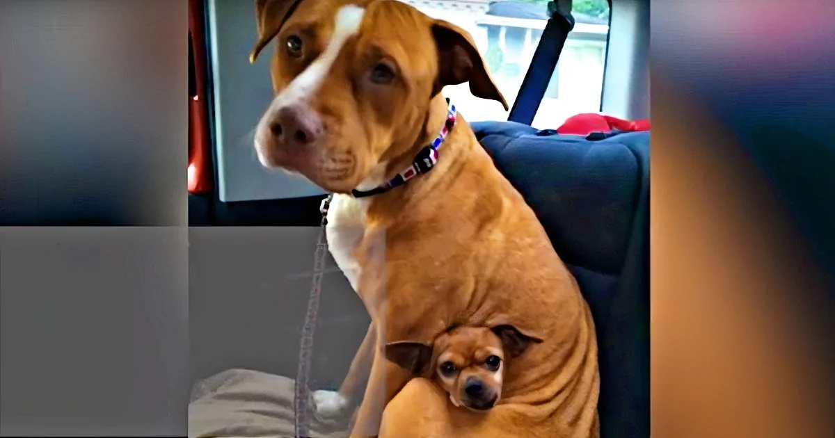 3-Year-Old Pitbull Refused to Be Adopted - Look Closer at the Pic and See Why
