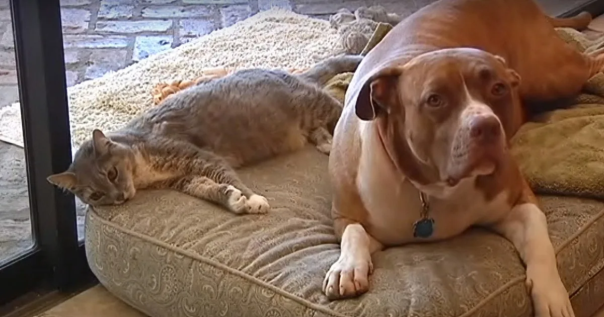 Coyotes Attack Family Cat - What Happened Next Was Unbelievable!