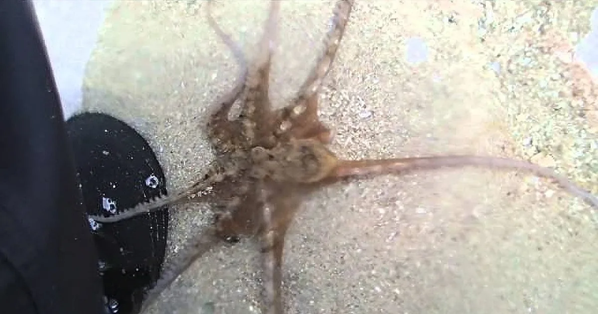 Man Releases Trapped Octopus - What Happened Next Is Amazing!