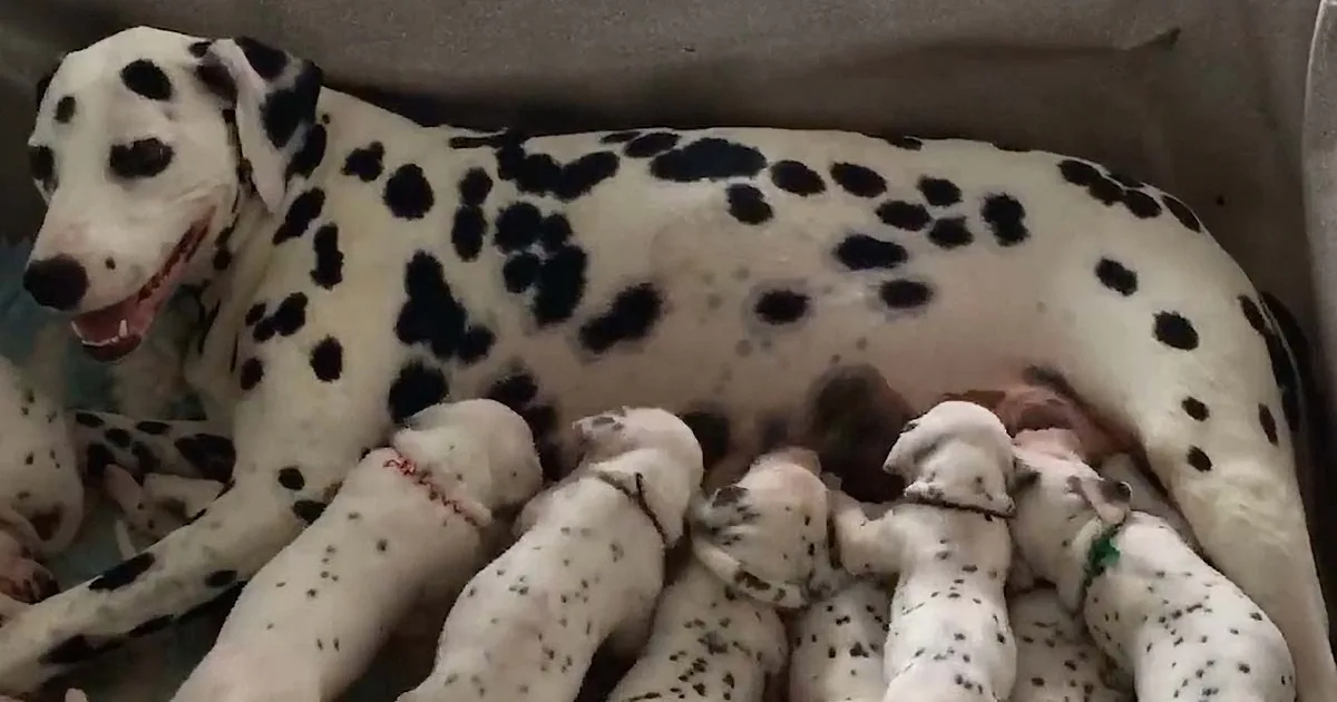 New World Record: Mama Dalmatian Gives Birth to 18 Puppies