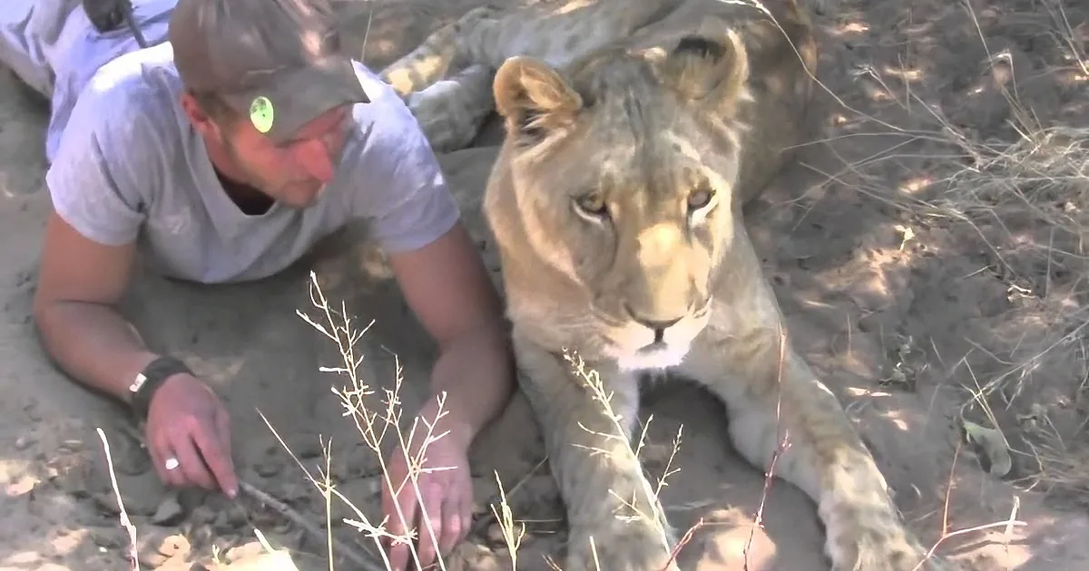 He Rescued Her When She Was a Cub; Would the Lioness Recognize Him Now?