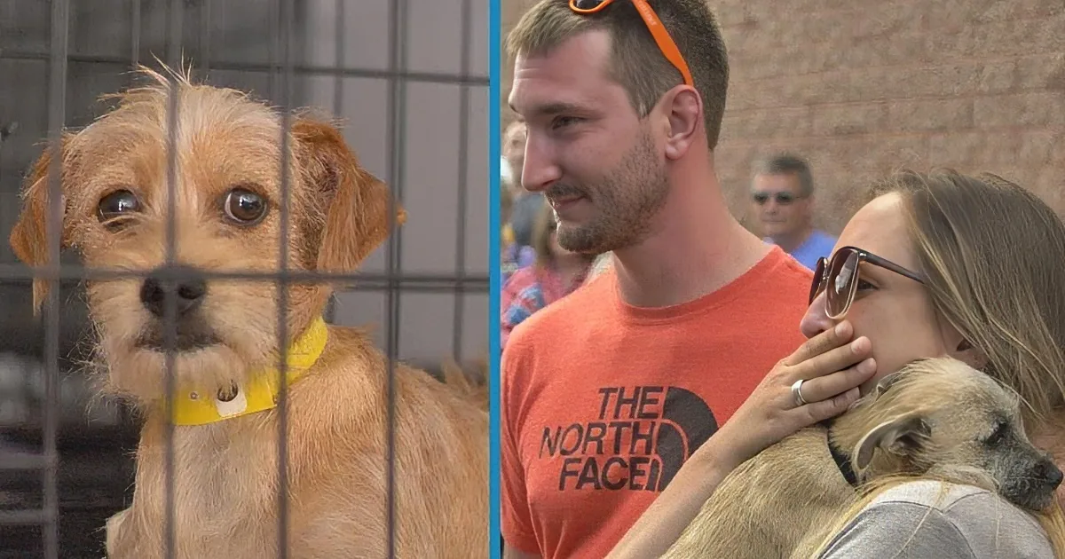 When the Dog Trailer Pulls in, Dozens of People Are About to Have New Friends