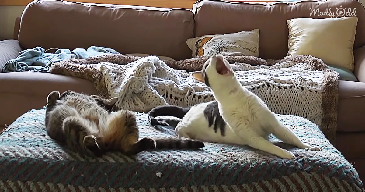 Hidden Camera Reveals This Man''s Cat to Be Broken - You Won''t Believe What You See