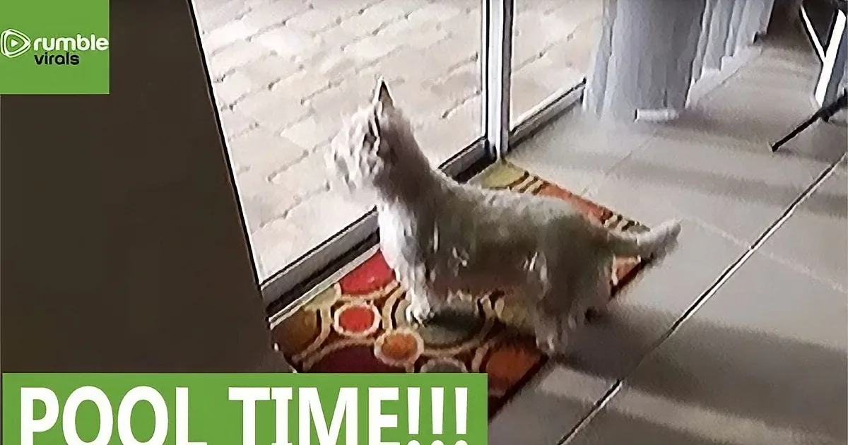 A small white dog stands on a colorful mat, looking out a glass door, with "POOL TIME!!!" text below.