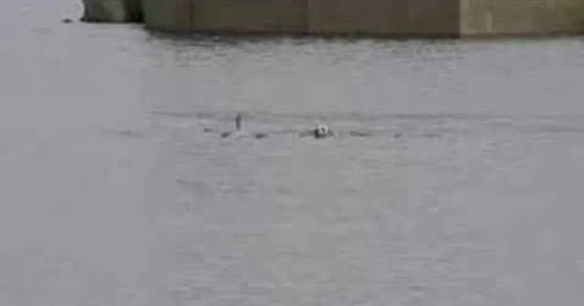 Two ducks swim in calm water near a bridge, with a concrete structure in the background.