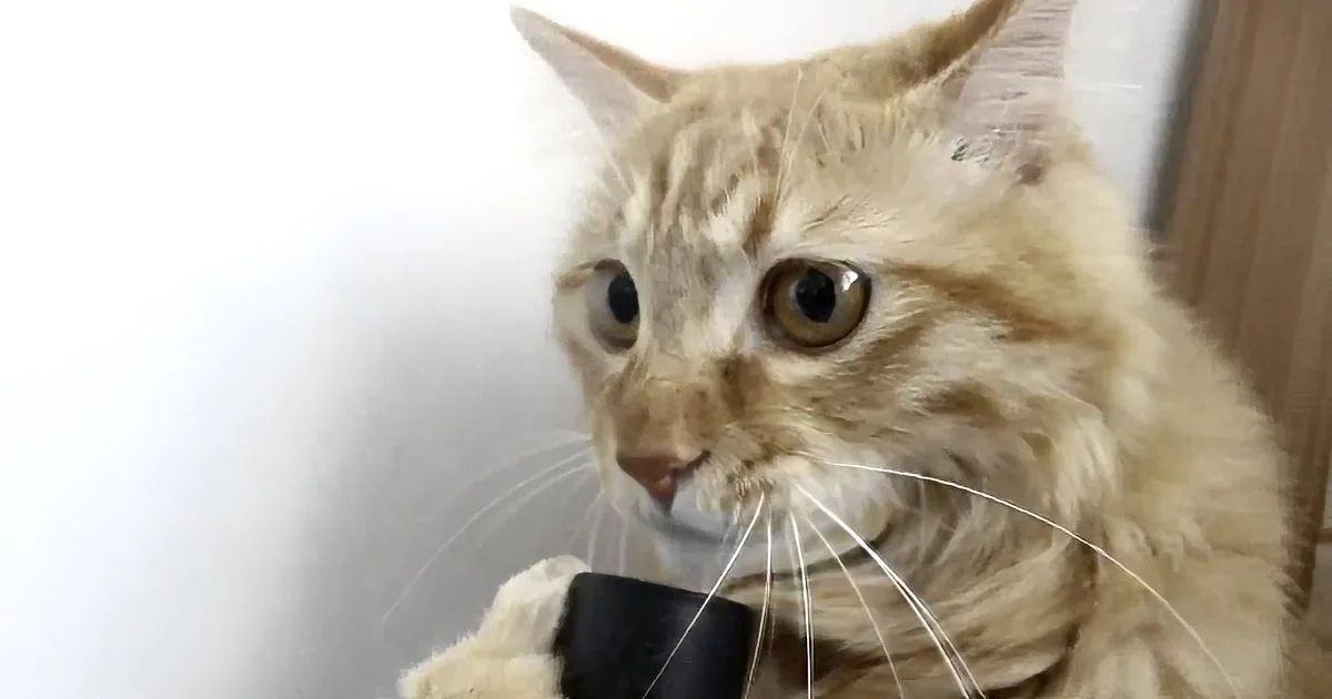 Curious Cat Doesn''t Mind the Vacuum Cleaner, Tries to Taste the Rushing Air