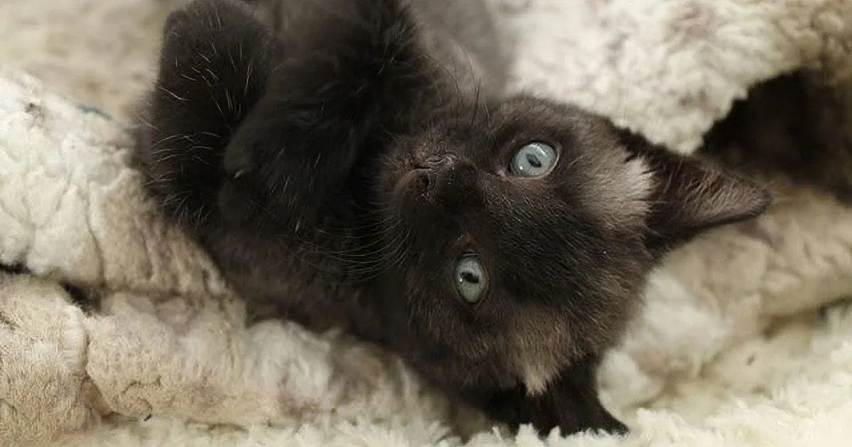 A Kitten Born Grey as a Mouse Changes Color When He Grows up. Take a Look!