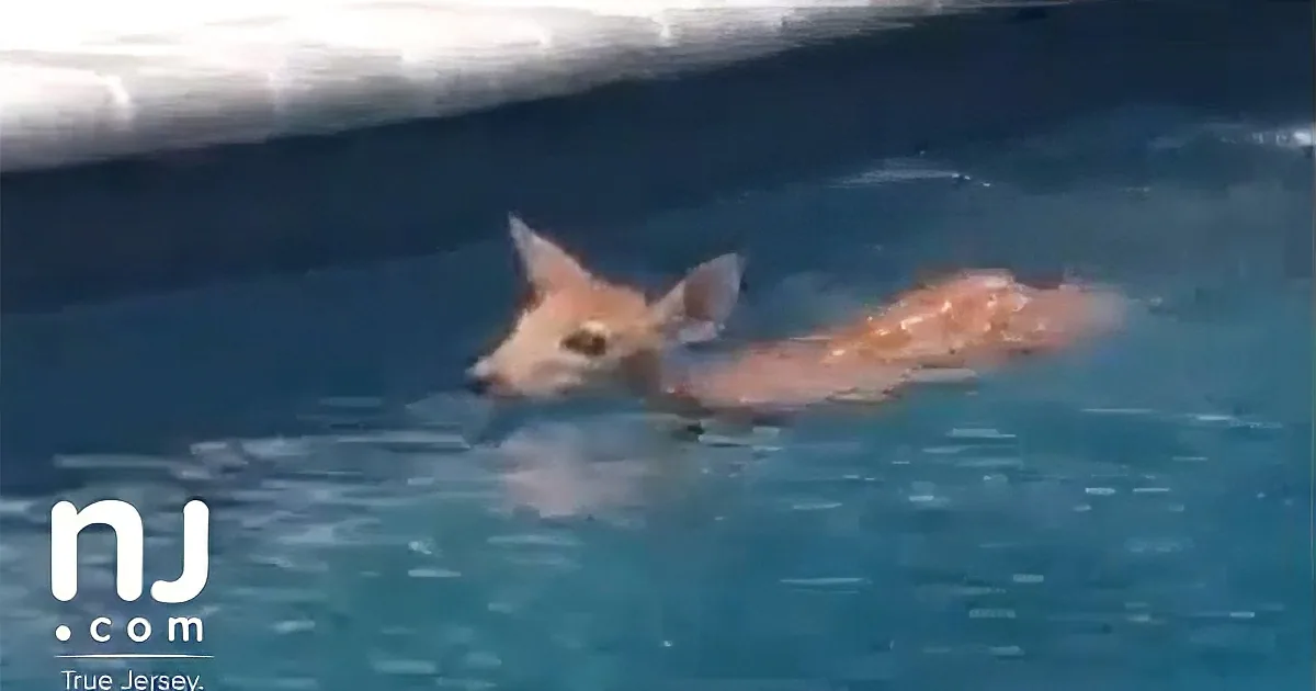 A Woman Sees a Strange Animal in Her Pool. When She Sees It''s Not a Dog, She Grabs a Camera!