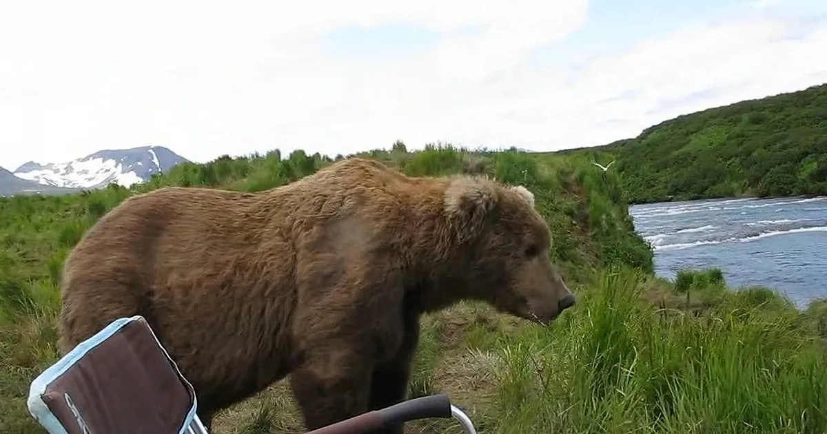 A Man Relaxing in a Camping Chair Gets His Biggest Shock When a Bear Decides to Sit Next to Him!