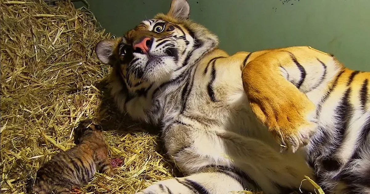 A tiger lies on hay, gazing upward, with a small cub nestled nearby.