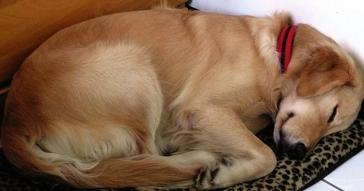 A golden retriever wearing a red collar is peacefully sleeping on a leopard-print mat.