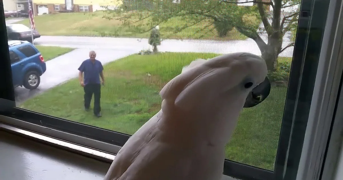 A Cockatoo Can''t Contain His Excitement When He Sees Daddy Coming Home From Work.