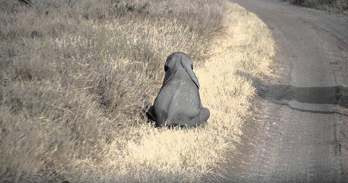 A Cute Baby Elephant Throws a Temper Tantrum in the Road. Watch Her Mom Handle It!