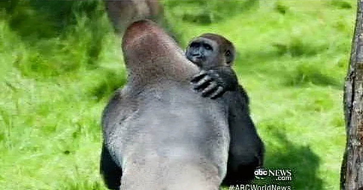 A gorilla holds a baby gorilla in its arms, both standing on grass.