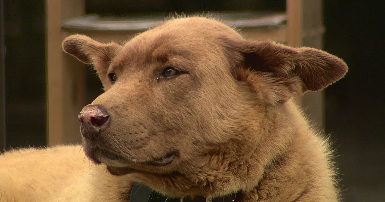 Meet the ''Town Dog'' Who Commutes Into Town Every Day... on His Own!