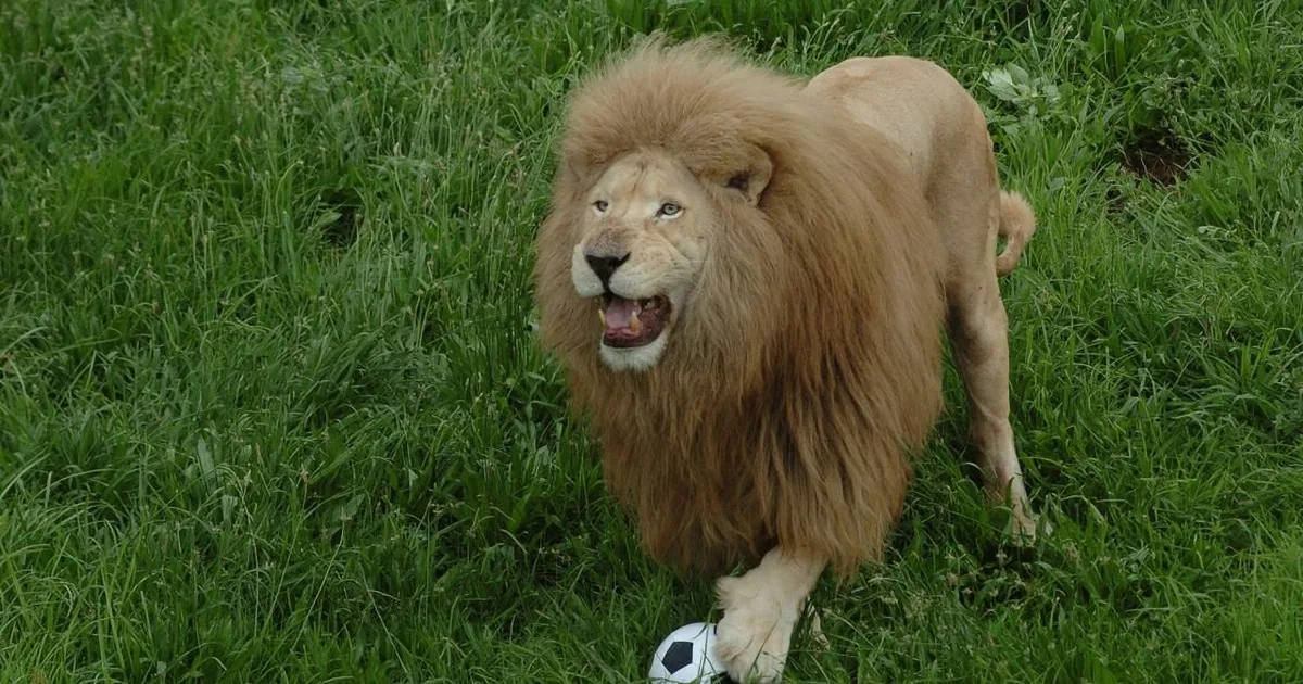 A lion stands on grass with a soccer ball, appearing relaxed and playful.
