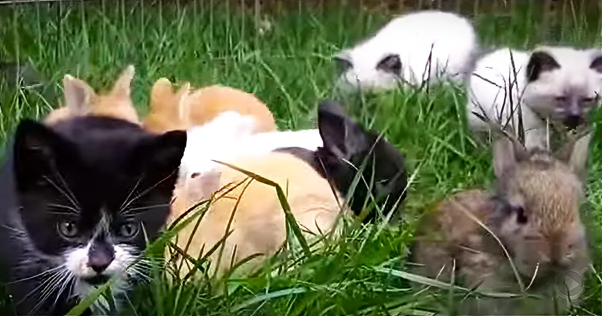 A black-and-white kitten with whiskers and a white nose sits in green grass among other cats and a rabbit.