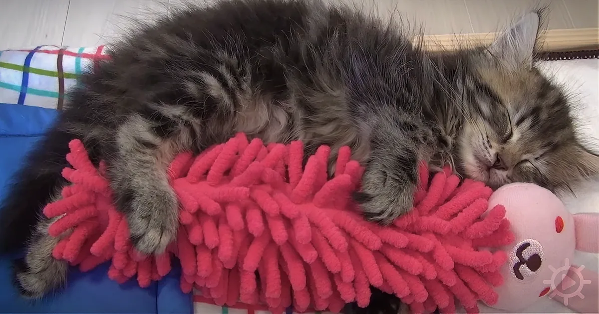 They Gave a Pink Fluffy Toy to a Kitten Because He Couldn't Sleep. Watch Him Now When He Sees It!