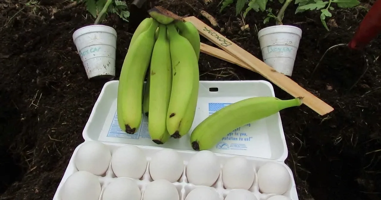 Natural Technique Makes Grow Spectacular Plants Without the Use of Fertilizers