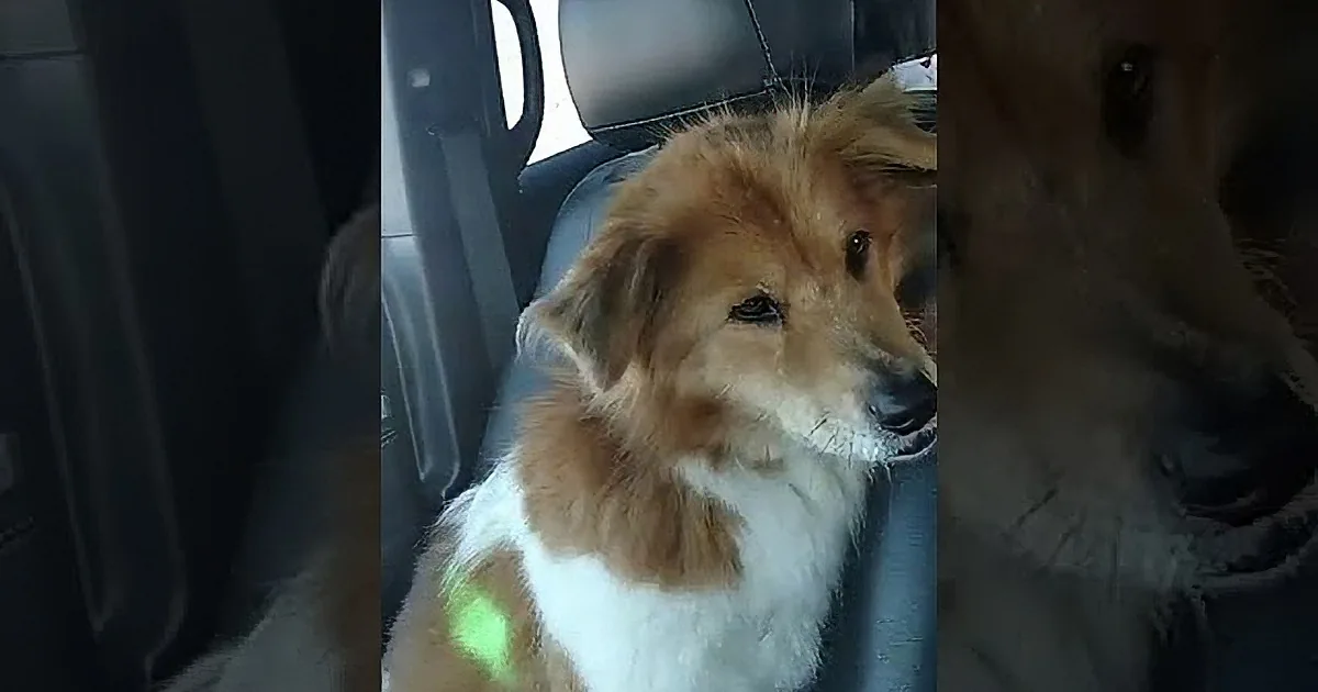 A fluffy brown and white dog sits in a car, looking to the right with a curious expression.